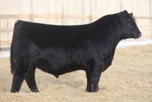YEARLING PICTURE