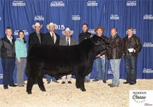 2015 PRESIDENTS CLASSIC ALL BREEDS CHAMPION SENIOR CALF CHAMP