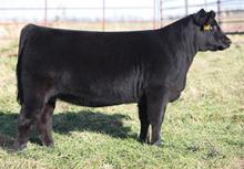 MATERNAL SISTER BROOKING LADY 4052