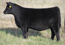 MATERNAL SISTER BROOKING LADY 6101