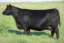 DAM SOO LINE LADY 8058